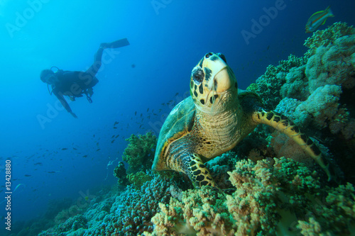 Foto: Turtle and Diver Turtle and Diver