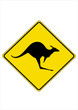 Kangaroo