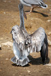 Plumage du pélican blanc