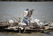 Pélicans blancs sur leur île