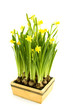 Daffodil bulbs in a wooden tray