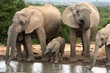 African Elephant Family Group African Elephant Family Group
