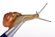 Snail mail