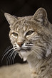 Lynx Close Up Portrait Lynx Close Up Portrait