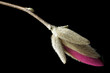 Foto: Isolated Magnolia Bud Isolated Magnolia Bud
