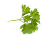 Ein Blatt Petersilie