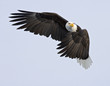 Watchful Eagle - Traffic Cop