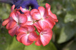 Pink Flowers 3