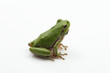 Raganella, Hyla intermedia