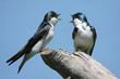 Pair of Tree Swallows on a stump Pair of Tree Swallows on a stump