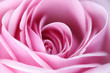 pink rose