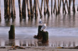 Seagulls at Sunset