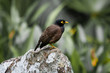 Vogel auf Stein