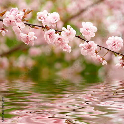 Photo: Spring flowers reflected in the water Spring flowers reflected in the water