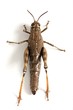 Grasshopper