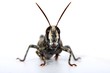 Grasshopper