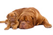 Quadro Big dog and small puppy.