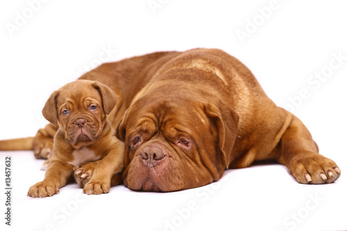 Big dog and small puppy. Big dog and small puppy.