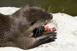 Photo: Beaver eating fish Beaver eating fish