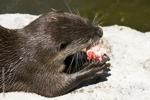 Photo: Beaver eating fish Beaver eating fish