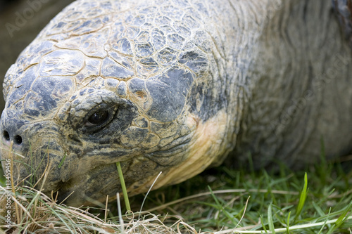 Photo: Close up of giant Galapagos turtle Close up of giant Galapagos turtle