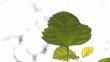 Video: Green leaf Green leaf