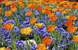 Tulipes