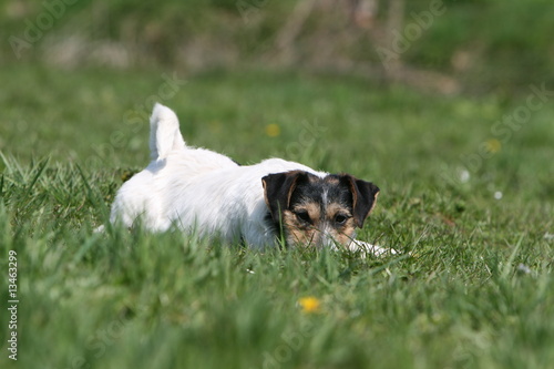 jack russel terrier adulte caché dans l'herbe prêt à jack russel terrier adulte caché dans l'herbe prêt à