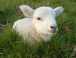 Spring Lamb