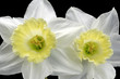 jonquil jonquil