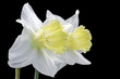 jonquil