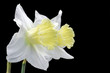 jonquil