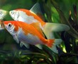 Goldfische