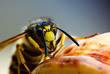 Wasp attack Wasp attack
