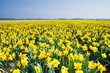 Field with yellow daffodils in april