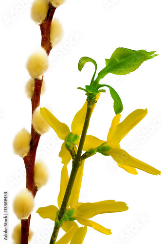Photo: FORSYTHIA AND CATKIN FORSYTHIA AND CATKIN