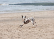 playing dog