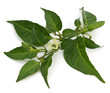 branche verte de piment