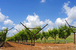vineyard