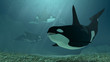 Illustration: orca familie orca familie