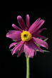 Kuechenschelle, Pulsatilla, Purpurea