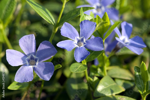 Kleines Immergruen, Vinca minor