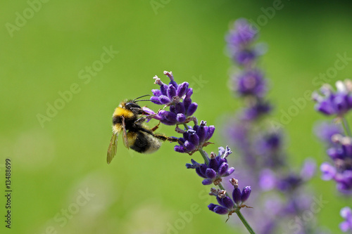 Foto: Biene am Lavendel Biene am Lavendel
