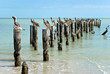 Braun - Pelikane auf Pier in Florida,USA