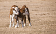 two calfs