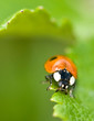 ladybird