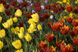 tulip