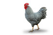Huhn 10