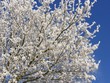 Winterbaum Winterbaum