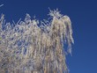 Verschneiter Baum Verschneiter Baum